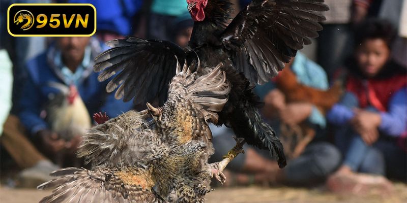 Bí quyết giúp gà chọi phát lực mạnh