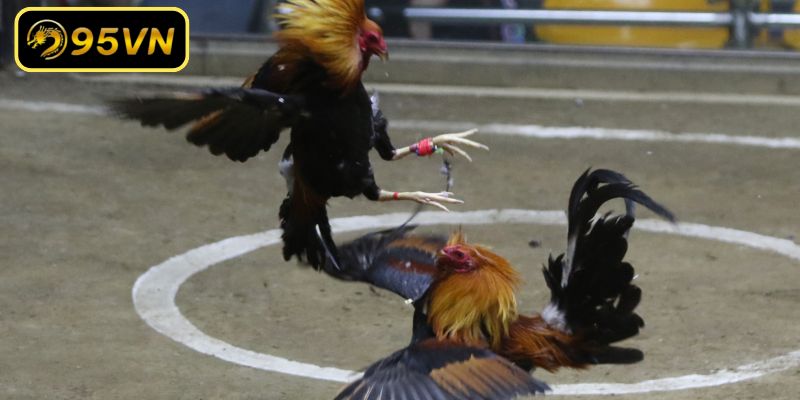 Cách Nuôi Gà Đá Bo Lớn - Phương Pháp Huấn Luyện Hiệu Quả