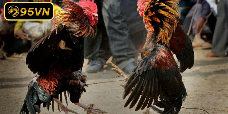 Tối ưu cách nuôi gà đá bo lớn khoa học